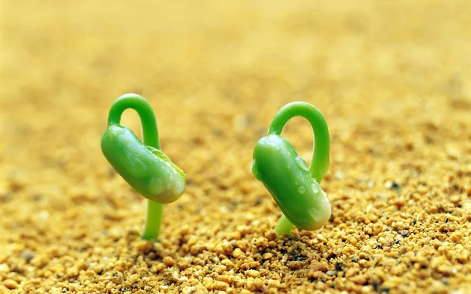 Sự mầu nhiệm không ngoài Nhân quả - Ảnh minh họa